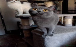 British Shorthair cats for sale: British Shorthair cats looking for new home - Image 5