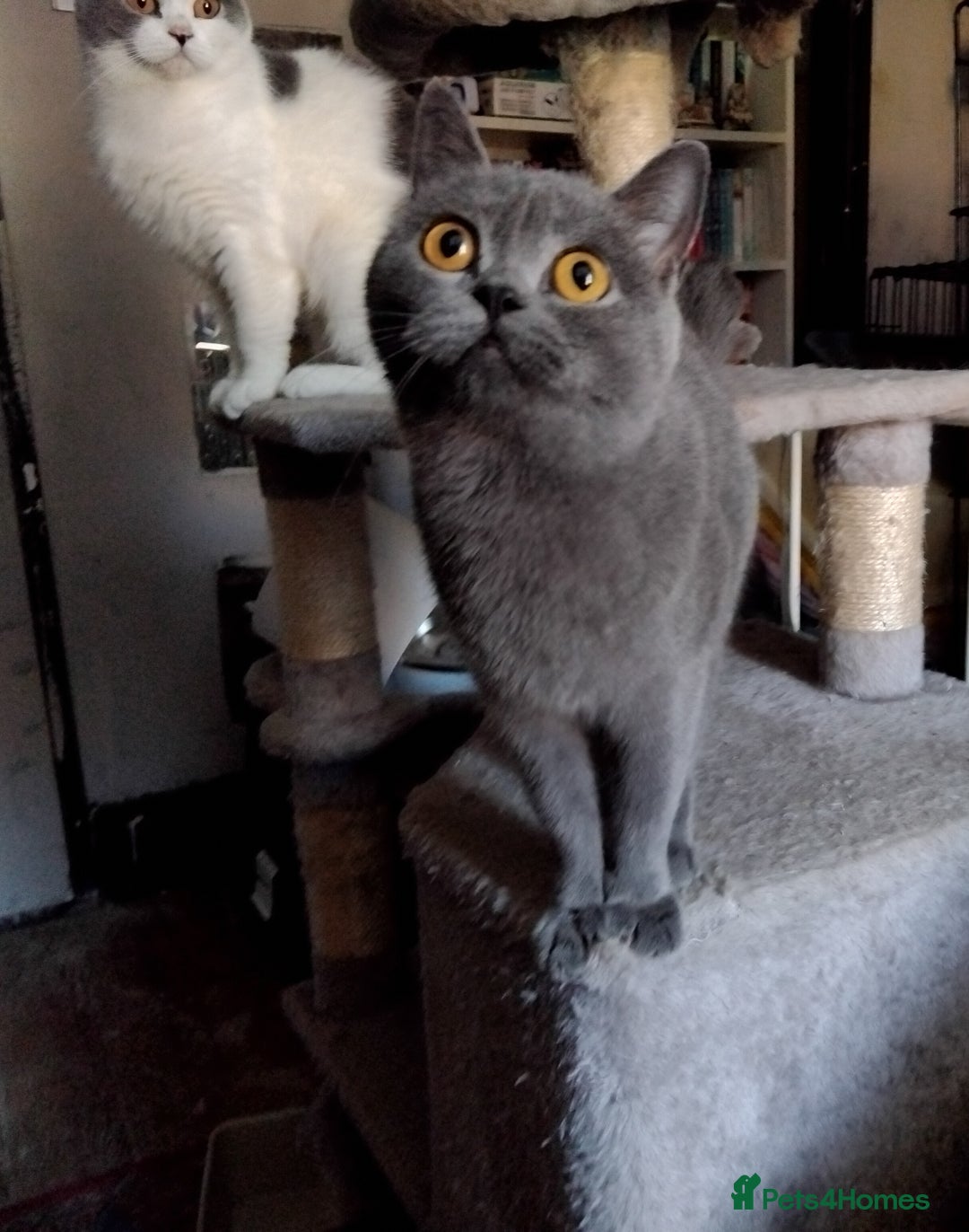 British Shorthair cats for sale: British Shorthair cats looking for new home - Image 5