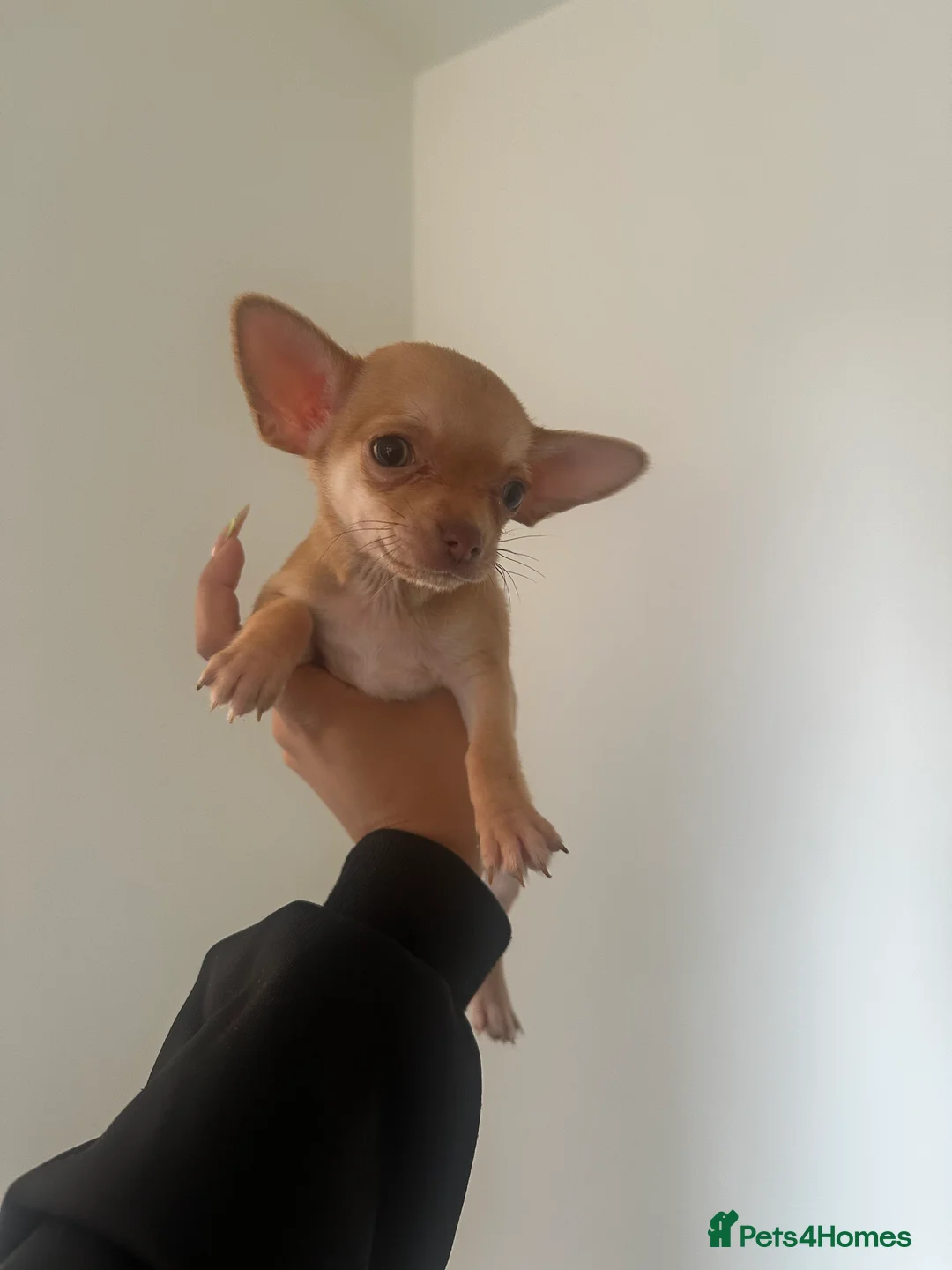 Chihuahua dogs for sale: Gorgeous Chihuahua girls - Advert 13