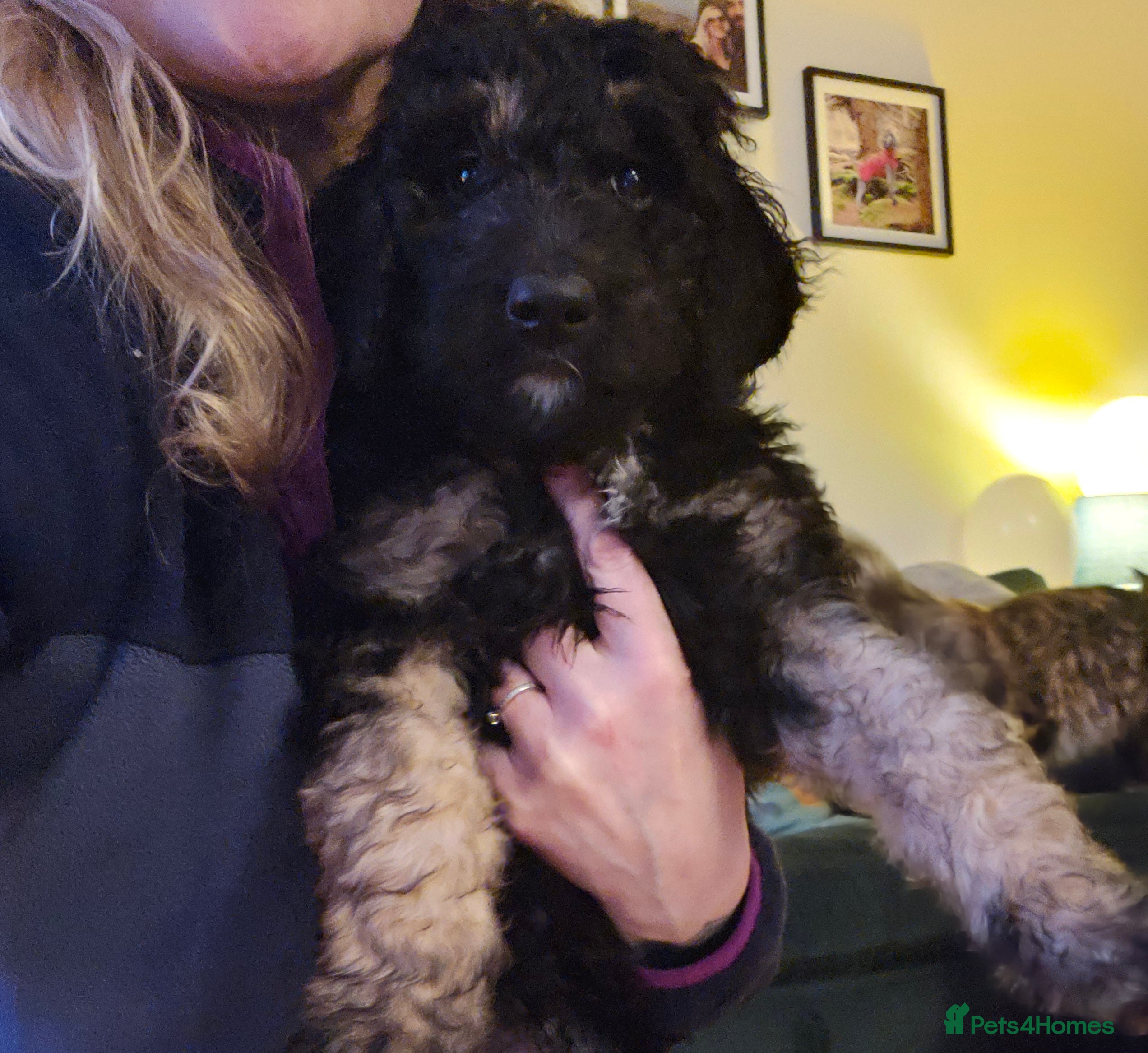 Bernedoodle dogs  Ready to leave next week ❤️ Health tested  - Advert 7