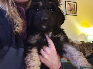 Bernedoodle dogs Ready to leave next week ❤️ Health tested - Advert 7