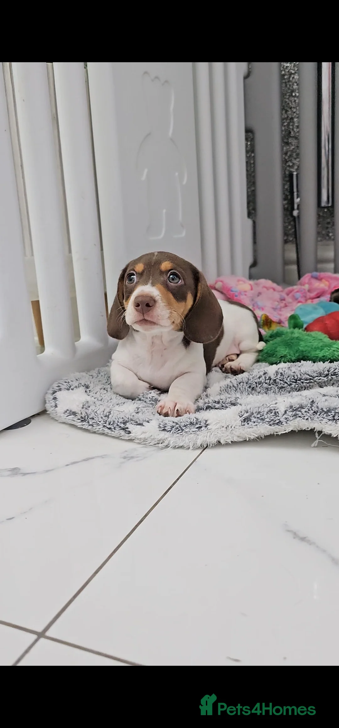 Miniature Dachshund dogs for stud: Piebald miniature Dachshund kc registered  in Blackburn - Advert 20