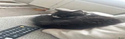 British Longhair cats for sale: Beautiful tuxedo long hair girl - Advert 4
