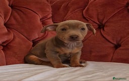 Jack Russell dogs for sale: Beautiful Muchwenlock Jack Russell puppies - Image 25