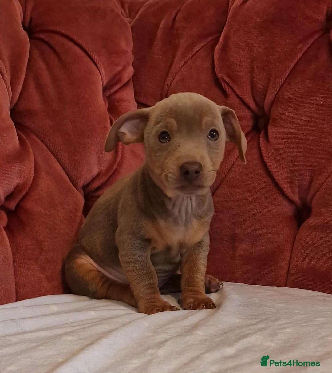 Jack Russell dogs for sale: Beautiful Muchwenlock Jack Russell puppies - Image 25