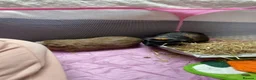 Guinea Pig rodents for sale: 2 male Guinea pigs  in Mansfield - Advert 1