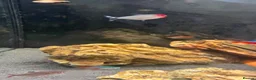 Tetras fish for sale: Tropical fish  - Advert 3