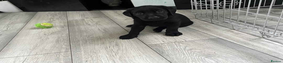 Labrador Retriever Puppy 2