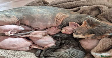 Sphynx cats - Advert 12