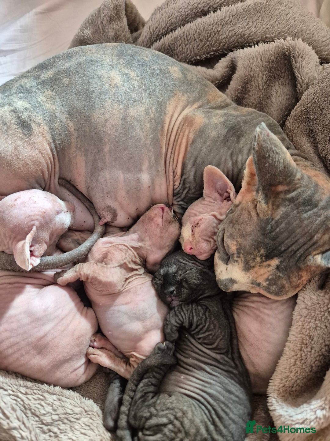 Sphynx cats for sale: STUNNING DONSKOY - Image 2