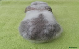 Mini Lop rabbits for sale: Beautiful Mini Lop Baby Rabbits  - Image 2