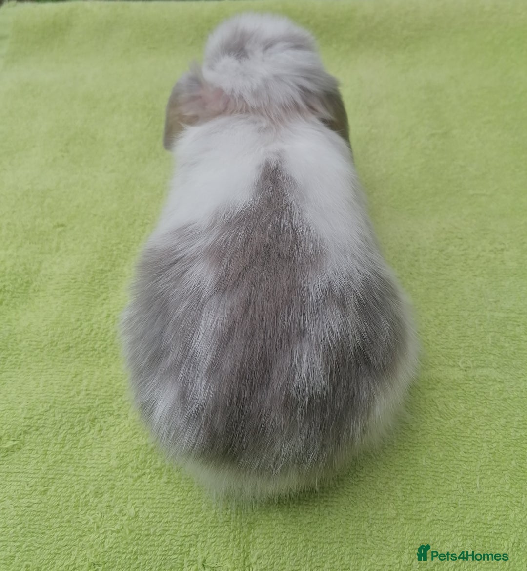 Mini Lop rabbits for sale: Beautiful Mini Lop Baby Rabbits  - Image 2