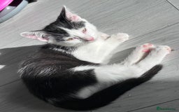 Turkish Angora cats for sale: Male kitten - Image 3