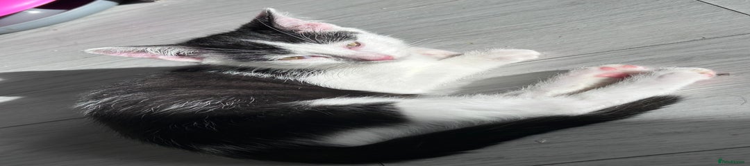 Turkish Angora Mix Kitten 