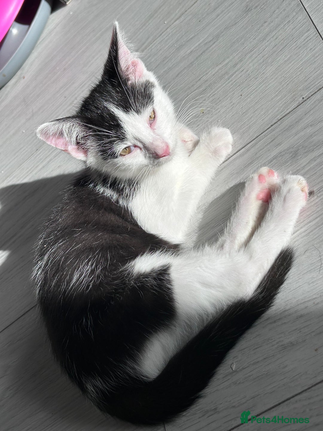 Turkish Angora cats for sale: Male kitten - Image 3