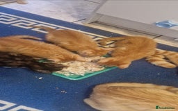 Mixed Breed cats for sale: 4 little kittens ( 3 ginger males+1 calico girl) - Image 5