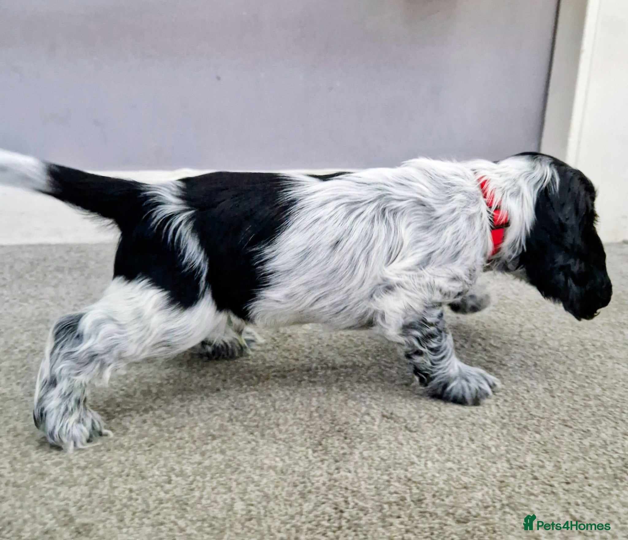 Cocker Spaniel dogs Cocker Spaniels - Show type. Blue roan in colour. - Advert 2