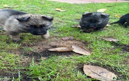 German Shepherd dogs for sale: 10 amazing german shepherd puppies - Advert 6