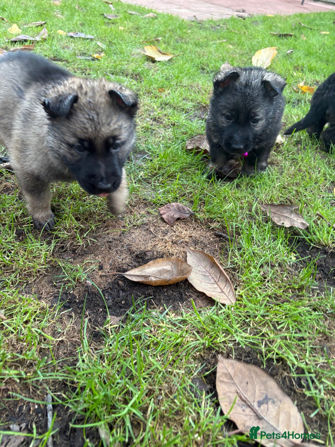 German Shepherd dogs for sale: 10 amazing german shepherd puppies - Advert 6