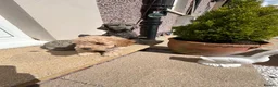 Toy Poodle dogs for sale: Toy poodle puppies  - Advert 8