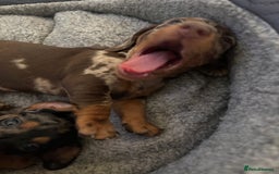 Miniature Dachshund dogs for sale: Stunning Miniature Dachsund pups available  - Image 9