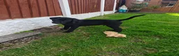 Labrador Retriever dogs for sale: Exceptional Home Raised Labrador Puppies - Advert 6
