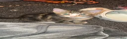 Mixed Breed cats for sale: 2 male kittens  in Walsall - Advert 2