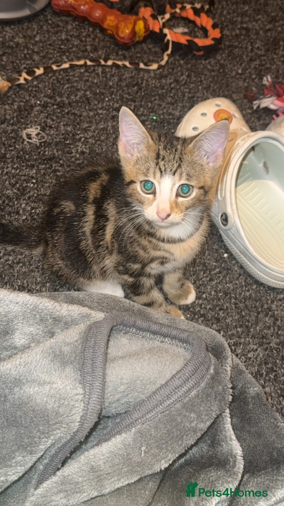 Mixed Breed cats for sale: 2 male kittens  in Walsall - Advert 2