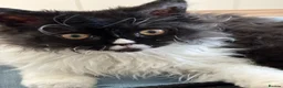 Selkirk Rex cats for sale: Selkirk Rex  - Advert 4