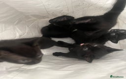 Mixed Breed cats for sale: 5 kittens ready to leave today  - Image 6