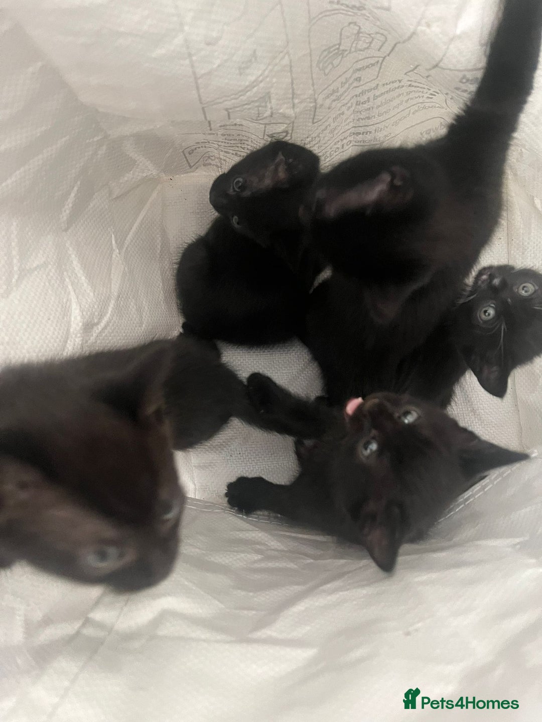 Mixed Breed cats for sale: 5 kittens ready to leave today  - Image 6