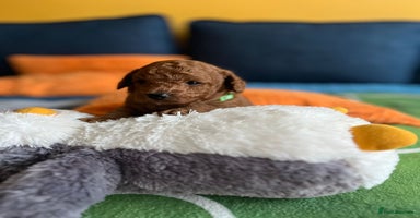 Cockapoo dogs - Advert 4