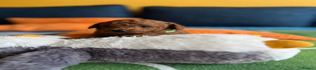 Cockapoo Puppy 1
