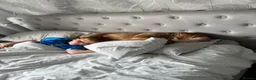 English Bulldog dogs for sale: Rehome English bulldog Missy in Manchester - Advert 4