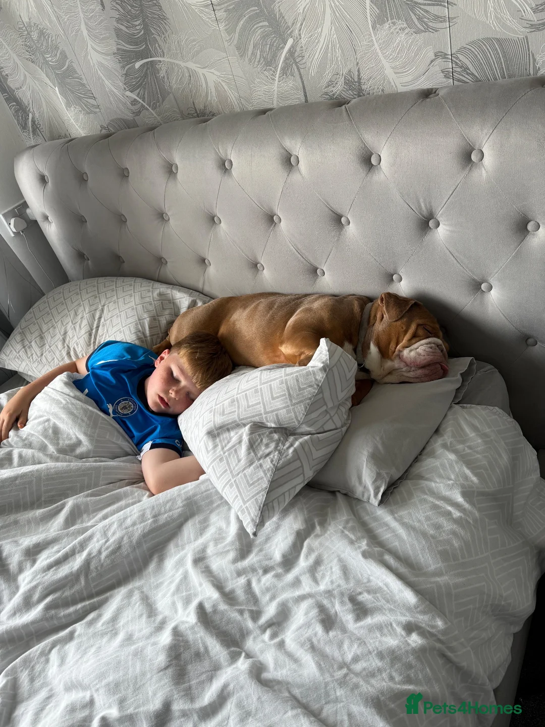 English Bulldog dogs for sale: Rehome English bulldog Missy in Manchester - Advert 4