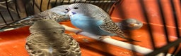 Budgerigars birds for sale: Budgies for sale, all in good health - Advert 17