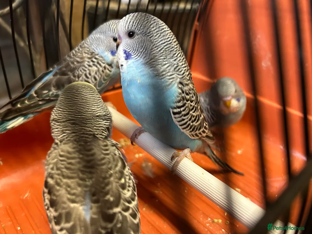 Budgerigars birds for sale: Budgies for sale, all in good health - Advert 20