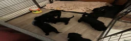 Standard Poodle dogs for sale: REDUCED TWO BOYS SOLD ONE GIRL SOLD stunning pups  - Advert 16