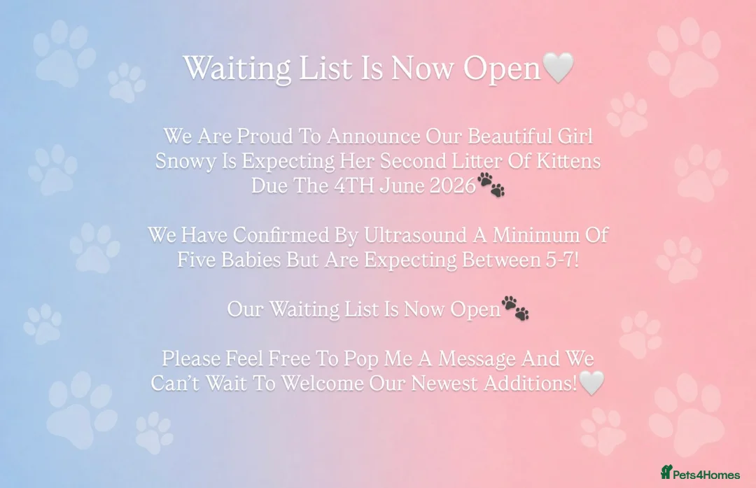 Ragdoll cats for sale: Ragdoll Kittens - Waiting List Open🤍 - Advert 2