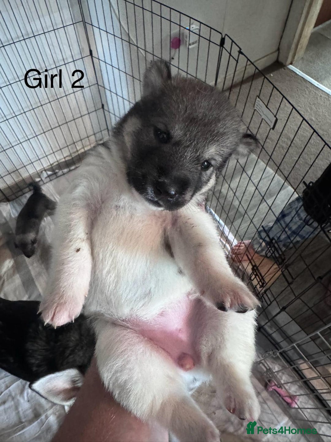 Mixed Breed dogs for sale: Northern Inuit cross American akita  - Image 3
