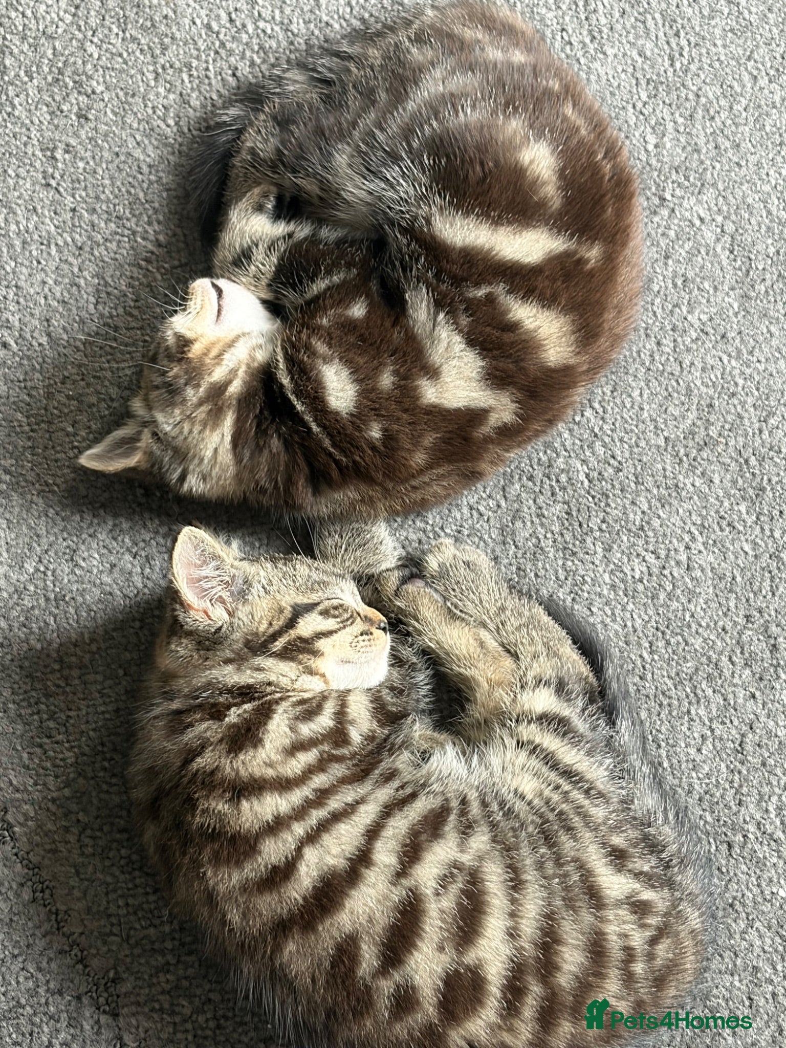 Mixed Breed cats 2 Tabby Kittens  - Advert 1