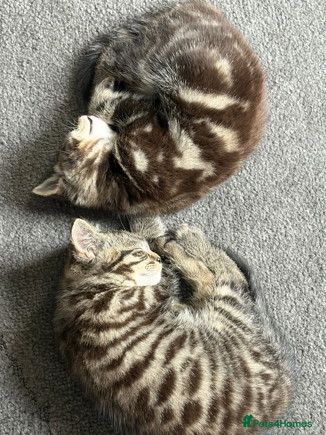 Mixed Breed cats for sale: 2 Tabby Kittens  - Advert 1