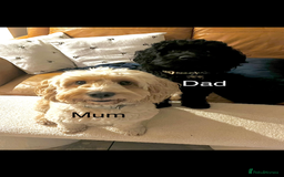 Cockapoo dogs for sale: Cockapoo puppies  - Image 1