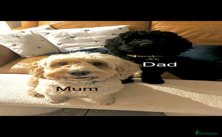 Cockapoo dogs - Advert 15