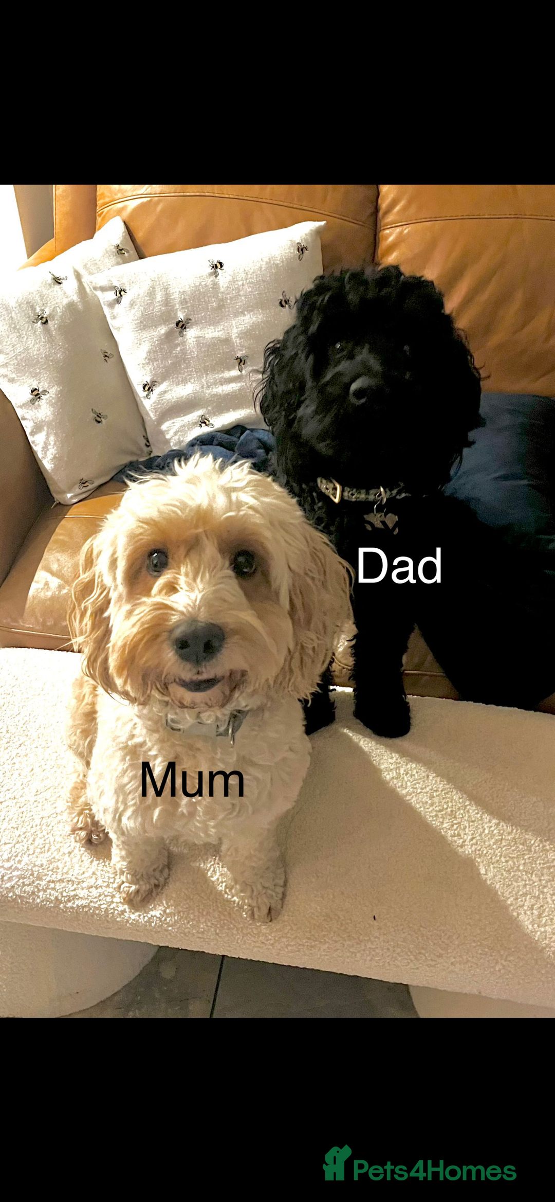 Cockapoo dogs for sale: Cockapoo puppies  - Image 1