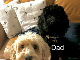 Cockapoo dogs - Advert 6