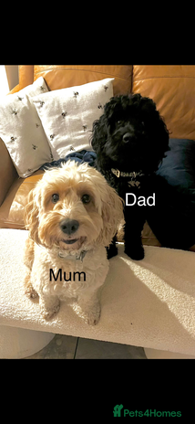 Cockapoo dogs - Advert 1