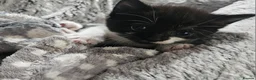 Mixed Breed cats for sale: 4 Beautiful Mix Breed Little Kittens For Sale - Advert 4
