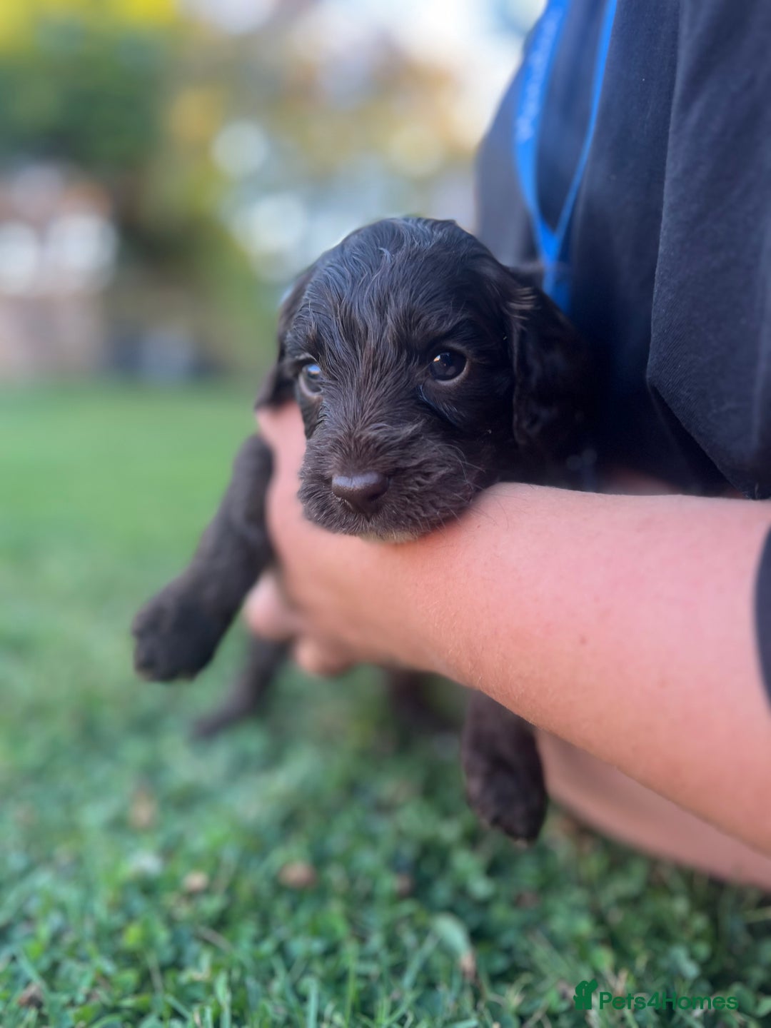 Cockapoo dogs for sale: Stunning F2 miniature cockapoo puppies  - Image 9