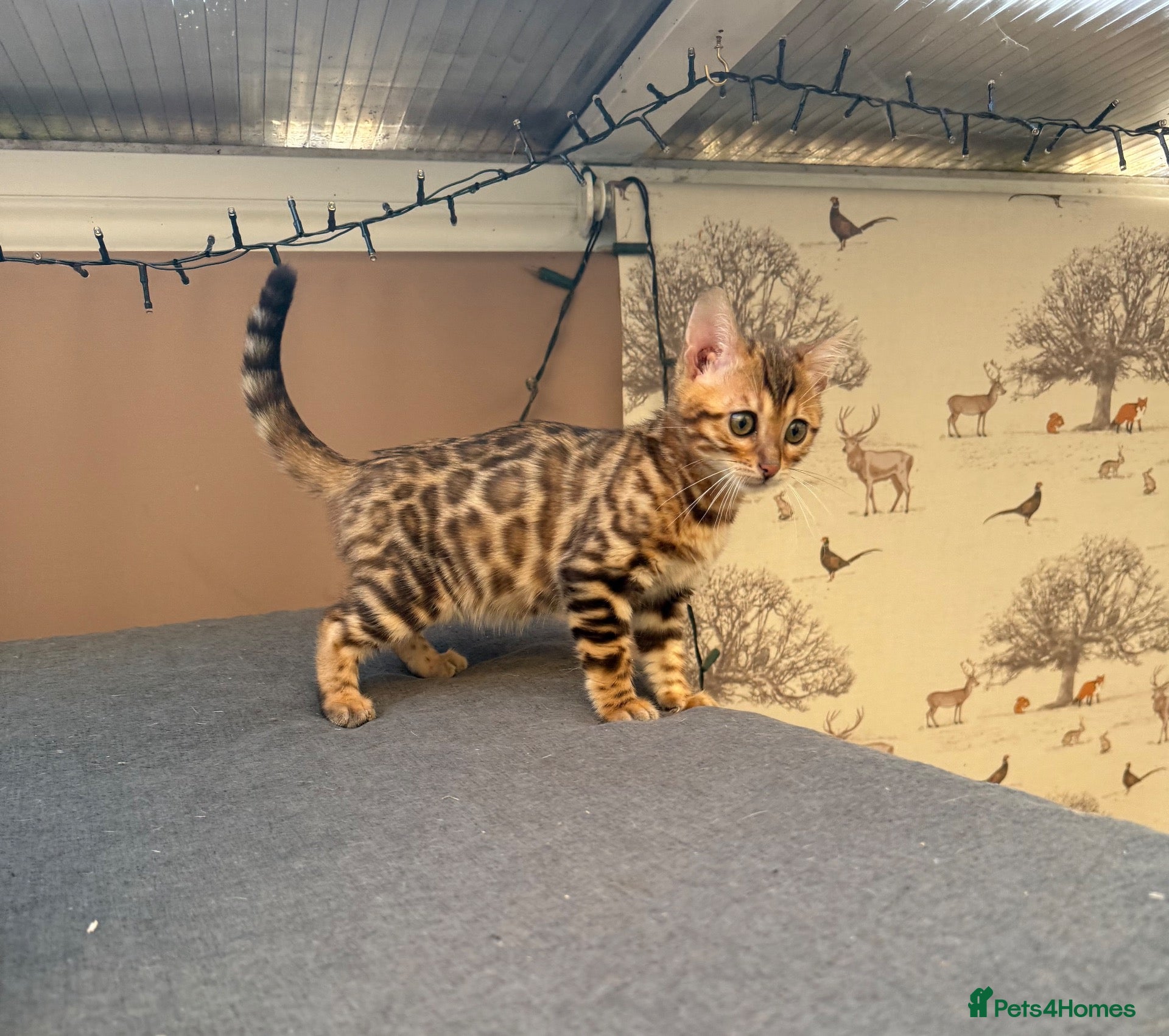 Bengal cats TICA 🔥 Pedigree health tested 🐾 Bengal Kittens  - Advert 15